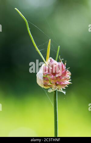 Aglio di campo, aglio di corvo, cipolla selvatica (Allium vineale), infiorescenza con pallottole sparatorie, Paesi Bassi, Frisia Foto Stock