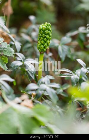 Signori italiani, arum italiano (Arum italicum), infruttezza immatura, Paesi Bassi, Groningen, Zuidhoorn Foto Stock