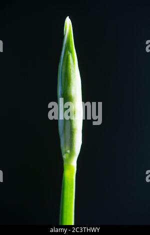 Porro a tre corni (Allium triquetrum), infiorescenza in germoglio su sfondo nero, Paesi Bassi Foto Stock