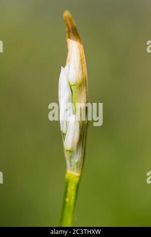 Porro a tre corni (Allium triquetrum), infiorescenza in bud, Paesi Bassi Foto Stock