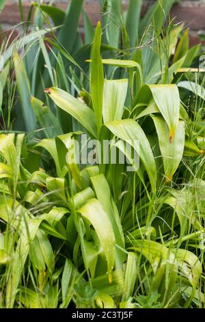 Zafferano di prato bizantino (Colchicum byzantinum, Colchicum x byzantinum), in un giardino, Paesi Bassi, Frisia, Schierstins Foto Stock