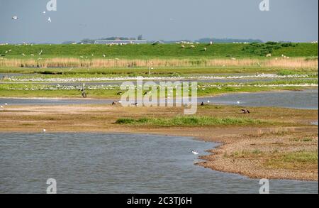 Riserva naturale Ottersaat, Paesi Bassi, Texel, Ottersaat Foto Stock