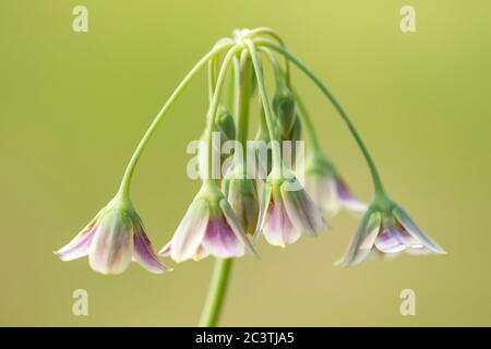 Aglio al miele (Allium siculum, Nectaroscordum siculum), infiorescenza Foto Stock