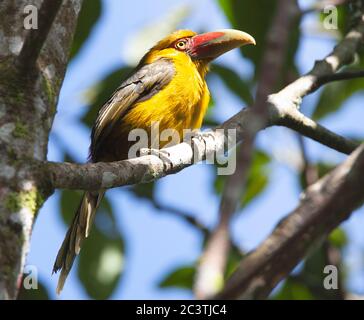 Zafferano toucanet (Pteroglossus bailloni, Baillonius bailloni), si trova in una filiale, Brasile Foto Stock