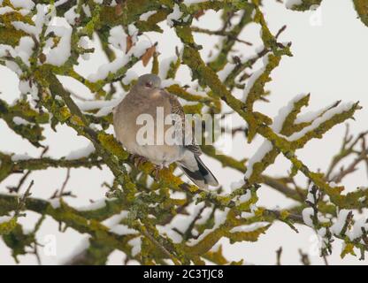 Colomba delle tartarughe occidentali (Streptopelia orientalis meena, Streptopelia meena), che si trova su un ramo innevato lichenato, Germania, Wabern Foto Stock