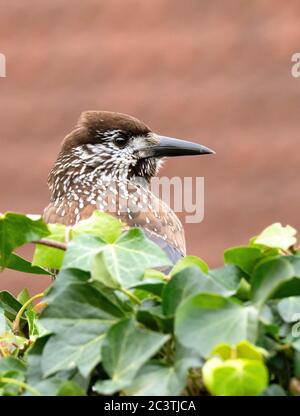 Nutcracker a macchie (nucifraga caryocatactes), che si perce su edera, vista laterale, Paesi Bassi Foto Stock