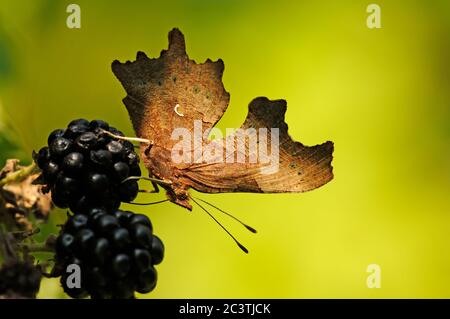 Virgola Butterfly, Polygonia c-album, Feeding on Blackberries, Norfolk, UK Foto Stock