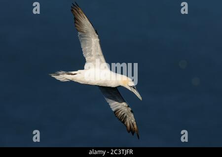Gannet, Gannet settentrionale, Morus faganus, in volo, RSPB Bempton Cliffs Foto Stock