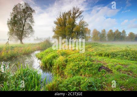 Prati e ditsch in nebbia autunnale mattutina, Belgio, Fiandre Orientali, Langemeersen riserva naturale, Oudenaarde Foto Stock