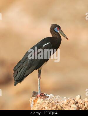 Cicogna di Abdim (Ciconia abdimii), in piedi su un masso, vista laterale, Oman Foto Stock