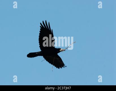 rook (Corvus frugilegus), in volo con materiale di nidificazione nel disegno di legge, vista dal basso, Paesi Bassi Foto Stock