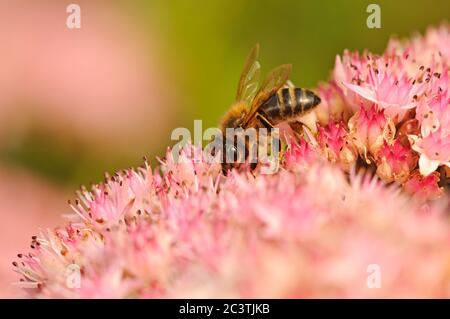 Miele ape, nutrimento su Sedum, Iceplant, Norfolk, Regno Unito Foto Stock