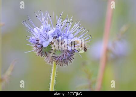 Ape di miele, Apis mellifera, nettering su phacelia, coltivato per la fauna selvatica, Suffolk Foto Stock
