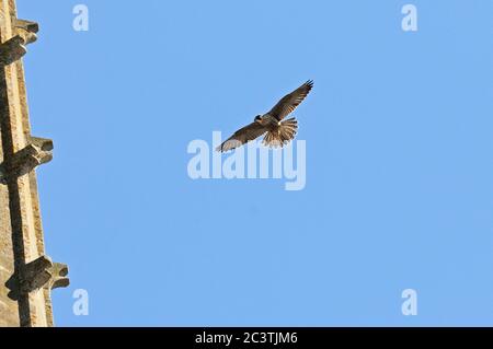 Peregrine Falcon, Falco peregrinus, in volo vicino alla Cattedrale di Norwich, Norfolk, Regno Unito Foto Stock