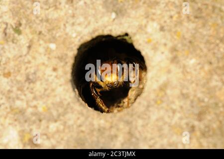 Red Mason Bee, Osmia bicornis, sinonimo Osmia rufa, in hole, Norfolk, UK Foto Stock