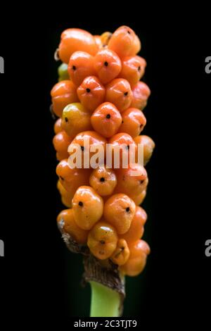 Signori italiani, arum italiano (Arum italicum), infruttenza su sfondo nero, Paesi Bassi, Groningen, Zuidhoorn Foto Stock