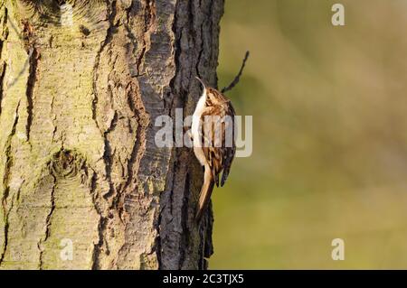 Treecreeper, Certhia familiaris, Lackford Lakes, Suffolk Wildlife Trust Foto Stock