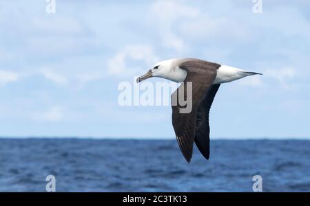 Albatross bruno nero (Thalassarche melanophris, Diomedea melanophris), in volo sopra l'oceano Atlantico del Sud, vista laterale, Sudafrica Foto Stock