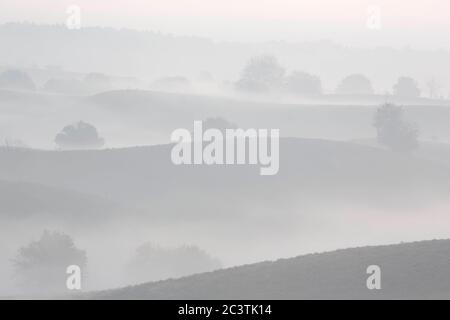 Erede in nebbia mattutina al Posbank in autunno, Paesi Bassi, Gelderland, Veluwe, Posbank Foto Stock