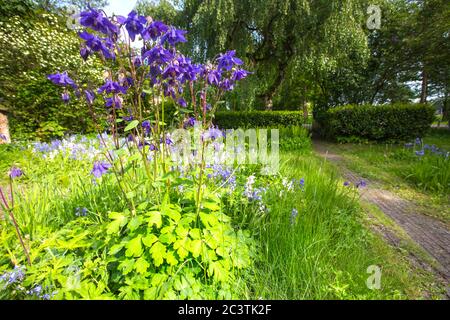 Colonna europea (Aquilegia vulgaris), fiorente in un giardino, Paesi Bassi, Frisia Foto Stock