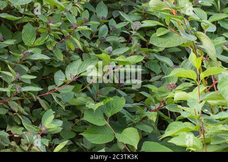 Rossier rosso, dogwood rosso-osier, spazzola rossa, salice rosso, dogwood rosso, dogwood rosso-twig, dogwood rosso-twod, dogwood americano, dogwood del ruscello, dogwood occidentale (Cornus sericea), filiali, Paesi Bassi Foto Stock