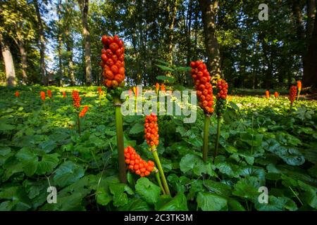 Signori italiani, arum italiano (Arum italicum), fruttato, Paesi Bassi, Groningen, Zuidhoorn Foto Stock