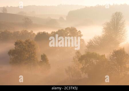Erede in nebbia mattutina al Posbank in autunno, Paesi Bassi, Gelderland, Veluwe, Posbank Foto Stock