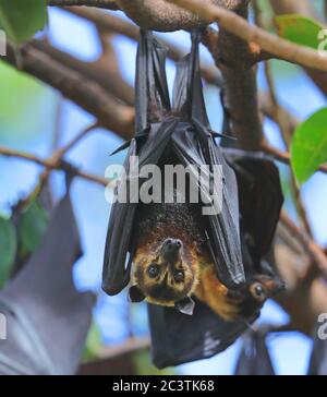 Volpe volata con occhiali, bat di frutta con occhiali (Pteropus cospicillatus), testa appesa ad una diramazione, vista frontale, Australia, Queensland Foto Stock