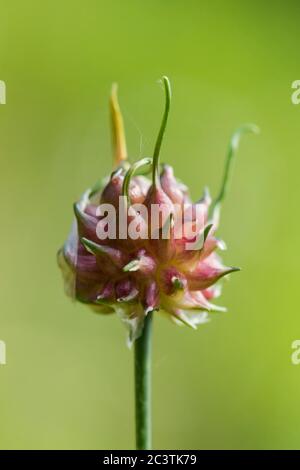 Aglio di campo, aglio di corvo, cipolla selvatica (Allium vineale), infiorescenza con pallottole sparatorie, Paesi Bassi, Frisia Foto Stock