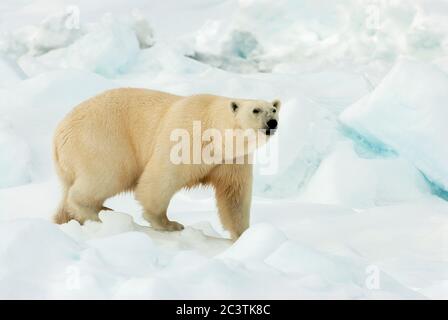 Orso polare (Ursus maritimus), a piedi su pacco-ghiaccio, vista laterale, Norvegia, Svalbard Foto Stock