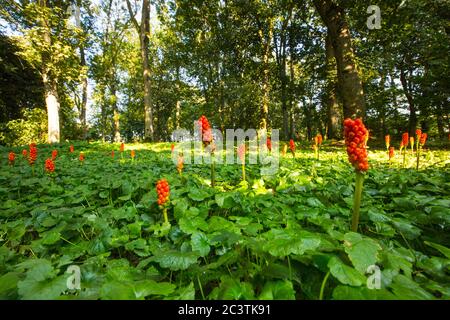 Signori italiani, arum italiano (Arum italicum), fruttato, Paesi Bassi, Groningen, Zuidhoorn Foto Stock