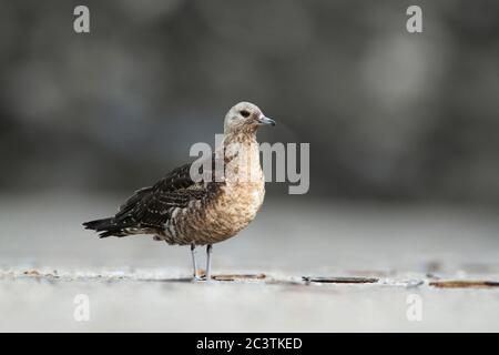 Parassita Jaeger, Artico Skua, parassita Skua (Stercorarius parassitius), giovane uccello che perching in giovane piumaggio sulla spiaggia sul Mare del Nord, vista laterale, Paesi Bassi, Paesi Bassi del Nord, Ijmuiden Foto Stock