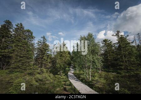 Sentiero a piedi nella foresta di harz tedesco Foto Stock