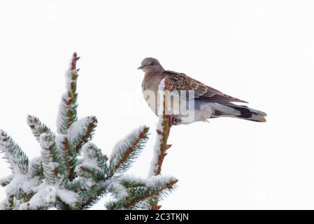 Colomba delle tartarughe occidentali (Streptopelia orientalis meena, Streptopelia meena), che si trova su un ramo innevato, Germania, Wabern Foto Stock