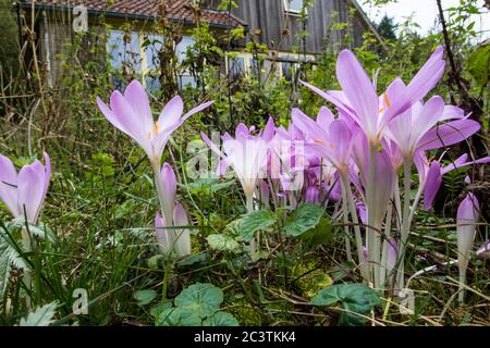 Zafferano di prato bizantino (Colchicum byzantinum, Colchicum x byzantinum), fiorente in un giardino, Paesi Bassi Foto Stock