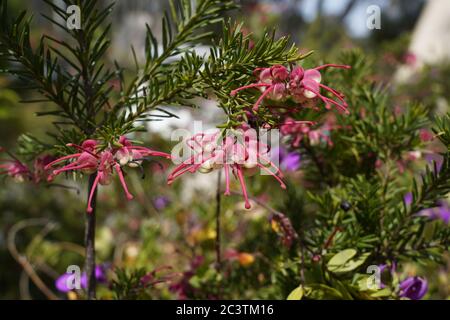 Grevillee Showy fiori rosa intenso, Bendigo, Victoria, Australia Foto Stock