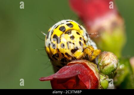 Hailsham, Regno Unito. 22 giugno 2020. Questi caterpillars di falena Mullein (Cucullia verbasci) sembrano avere segni che assomigliano a un volto umano. Completi di occhi, naso e bocca, questi pilastri sono stati visti nel giardino dei fotografi nell'East Sussex, Regno Unito. Crediti: Ed Brown/Alamy Live News Foto Stock