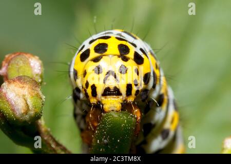 Hailsham, Regno Unito. 22 giugno 2020. Questi caterpillars di falena Mullein (Cucullia verbasci) sembrano avere segni che assomigliano a un volto umano. Completi di occhi, naso e bocca, questi pilastri sono stati visti nel giardino dei fotografi nell'East Sussex, Regno Unito. Crediti: Ed Brown/Alamy Live News Foto Stock