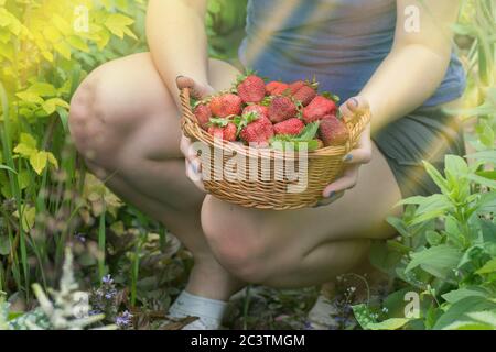 Coltivatori di fragole che lavorano con raccolto in serra. Le mani della donna stanno tenendo fragole. Mani femminili che tengono fragole fresche. Foto Stock