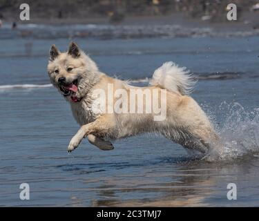 Cane Eurasier in spiaggia in vacanza Foto Stock