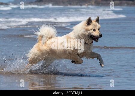 Cane Eurasier in spiaggia in vacanza Foto Stock