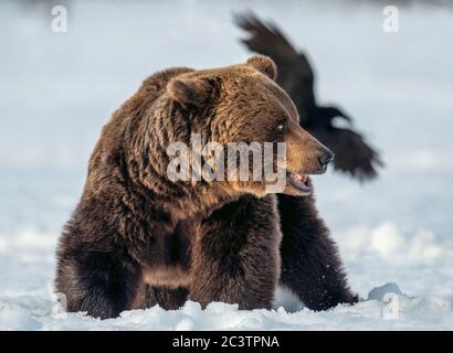 Adulto maschio di orso bruno nella foresta di inverno. Primo piano. Nome scientifico: Ursus arctos. Natura selvaggia. Habitat naturale. Foto Stock