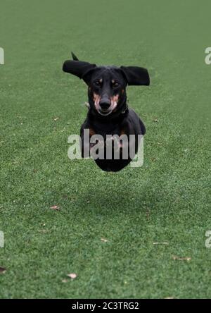 Felice nero-marrone dachshund corsa. Razza Dachshund, cane salsiccia, Dachshund in una passeggiata. Foto Stock