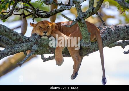 Lionessa femminile (Panthera leo) tree-climbing Foto Stock