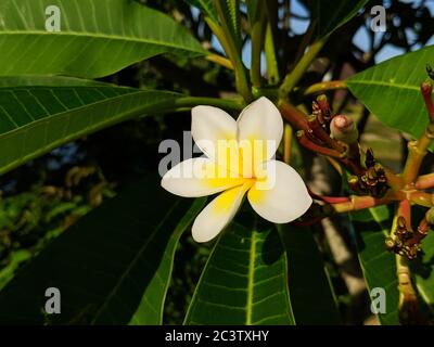 Fiori bianchi d'uovo fioriscono con petali rotondi in estate soleggiata Foto Stock