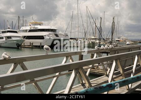 Barca e avifauna a Marina, Hervey Bay, Queensland, Australia Foto Stock