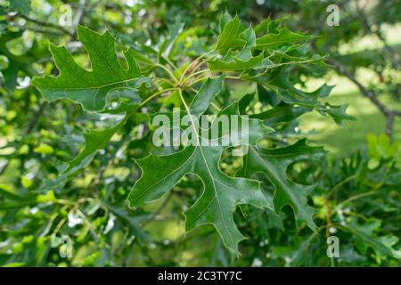 Quercia boreale (Quercus ellissoidalis) Foto Stock