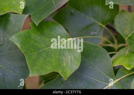 Tulip Tree (Liriodendron tulipifera) Foto Stock