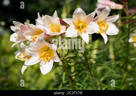 Regal Lily (Lilium regale) Foto Stock