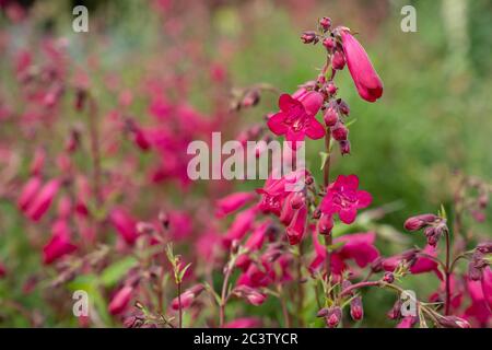 Bellflower Beardtongue (Penstemon campanulatus) Foto Stock